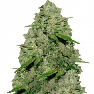 Jamaica Speed Auto Fem.