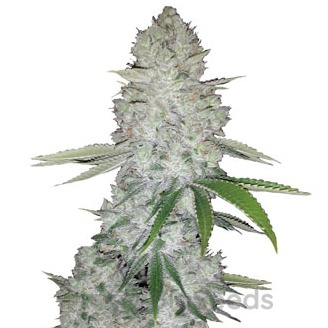 Gorilla Glue Auto Fem.