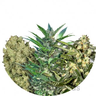 Sativa Mix #1 Auto Fem.