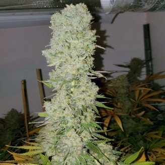 White Widow Fem.