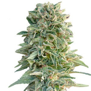 Jack Herer Auto Fem.