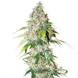 L.Ghost OG Auto Fem.