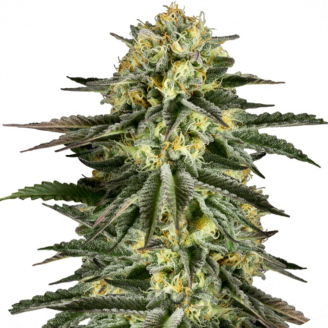 Kush-N-Cheese Auto Fem.