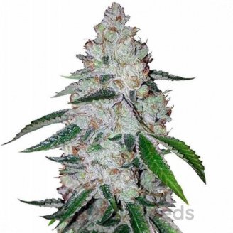 West Coast O.G. Auto Fem.