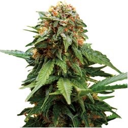 Tangerine Dream Auto Fem.