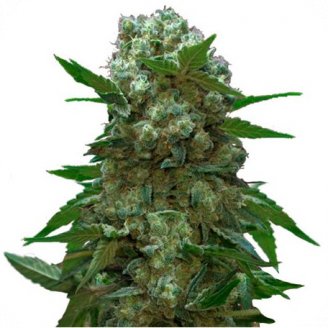 Семена марихуаны купить сорт АК 47 Reg.