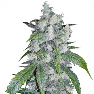 Bruce Banner Auto Fem.