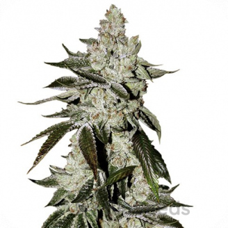 Girl Scout Cookies Auto Fem.