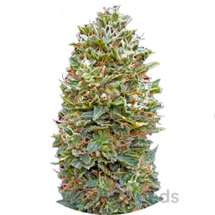 Bubble Gum Auto Fem.