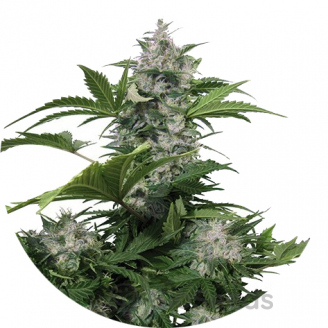 White Dwarf Auto Fem.