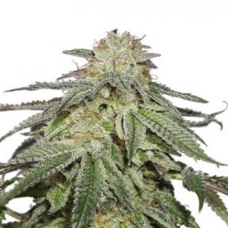 Orange Sherbet Auto Fem.