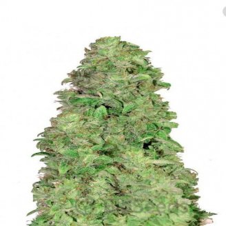 Mimosa Cake Auto Fem.