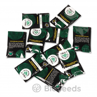 Blackberry Auto Fem.