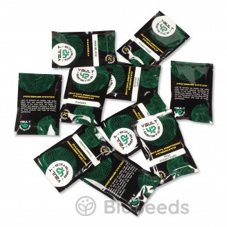 White Widow Auto Fem.