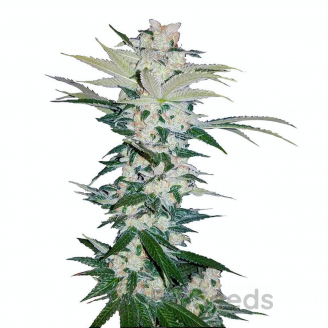 Sour Diesel Auto Fem.