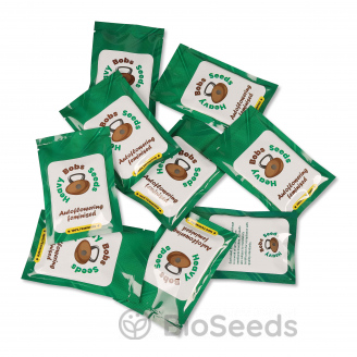 NYC Diesel Auto Fem.