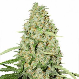 Brooklyn Sunrise Auto Fem.