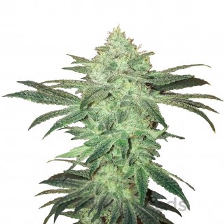 Stardawg Auto Fem.