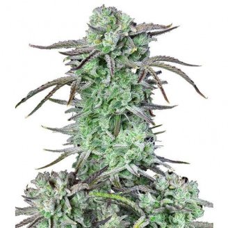 Strawberry Banana Auto Fem.