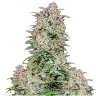 Wedding Glue Auto Fem.