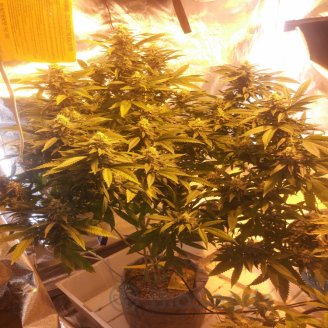 Permanent Marker Fem.