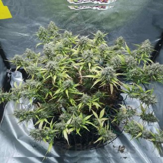 Runtz Auto Fem.