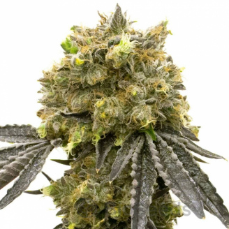 Florida Sunrise Auto Fem.