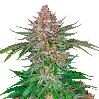 Strawberry Gorilla Auto Fem.