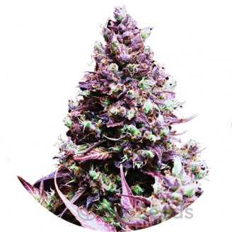 Cream Caramel Auto Fem.