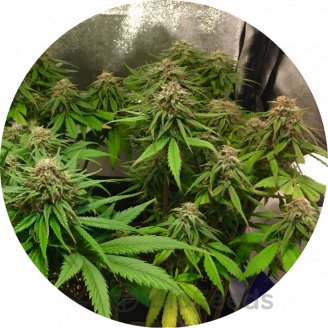 Cream Caramel Auto Fem.