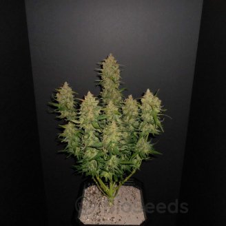 AK 47 Auto Fem.