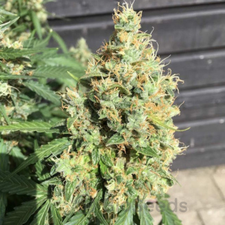 AK 47 Auto Fem.