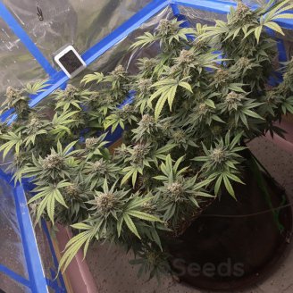Apple Betty Auto Fem.
