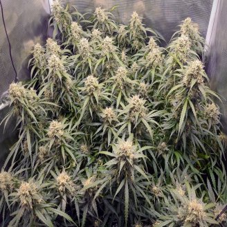 Cinderella Auto Fem.