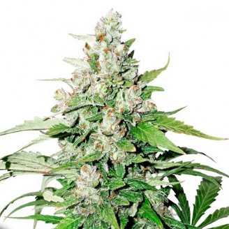 Cinderella Auto Fem.