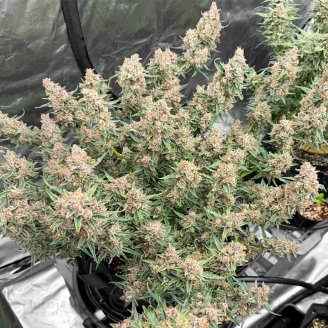 Godzilla Cookies Auto Fem.