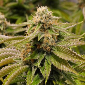 Grand Gorilla Auto Fem.