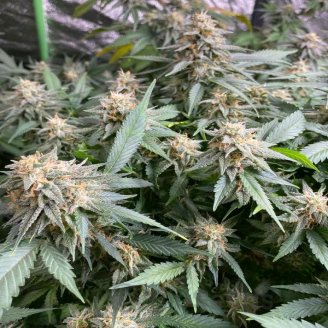 Afghan Original Auto Fem.