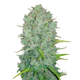 Afghan Original Auto Fem.