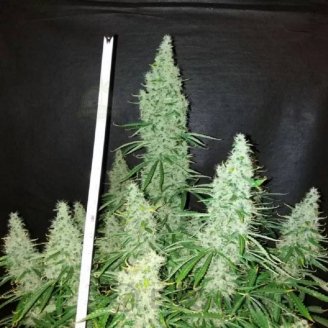 Black Widow Auto Fem.