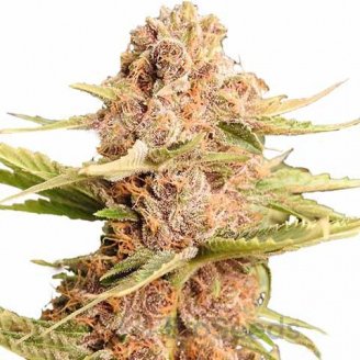 Lemon Cookies Auto Fem.