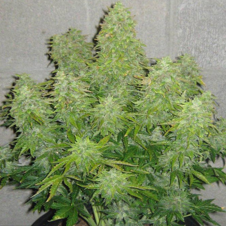 AK 47 XL Fem.