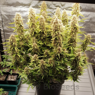 AK 47 XL Fem.
