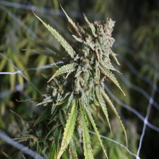 Pound Cake Auto Fem.